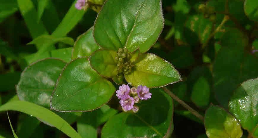 पुनर्नवा (Boerhavia diffusa): एक चिकित्सकीय अध्ययन