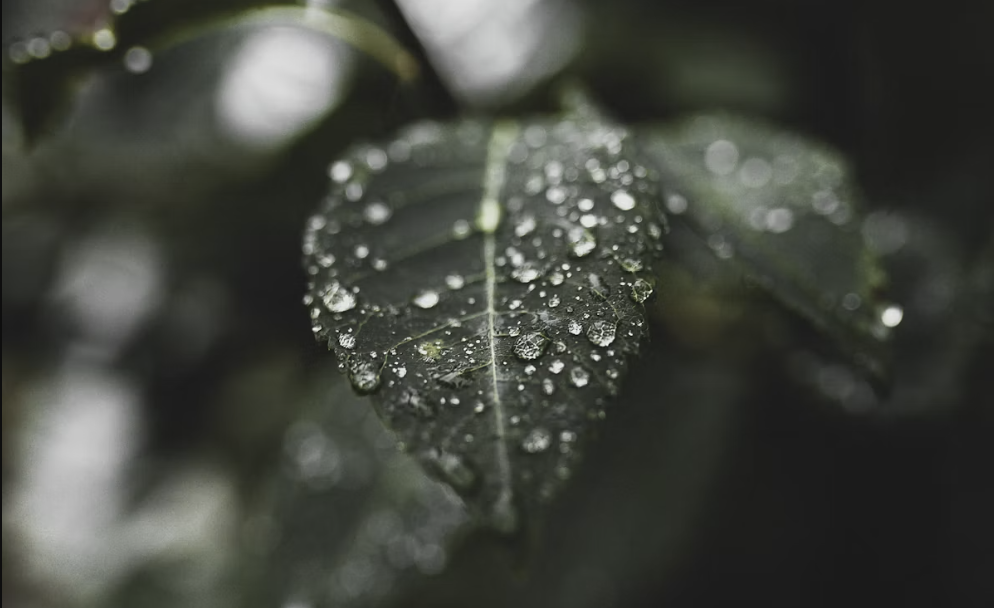 Raindrops on a green leaf during monsoon season, representing skin care and homeopathy in the rainy season